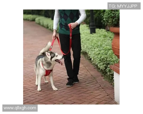 足球球星与爱犬亲密时光：遛狗时的轻松一刻展现明星另一面